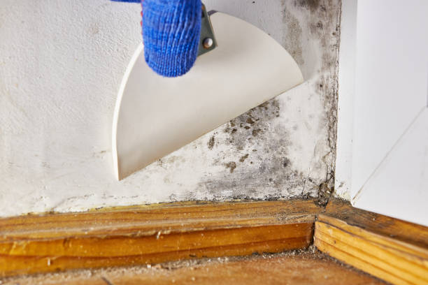 Trusted Benton Heights, MI Mold Removal Experts